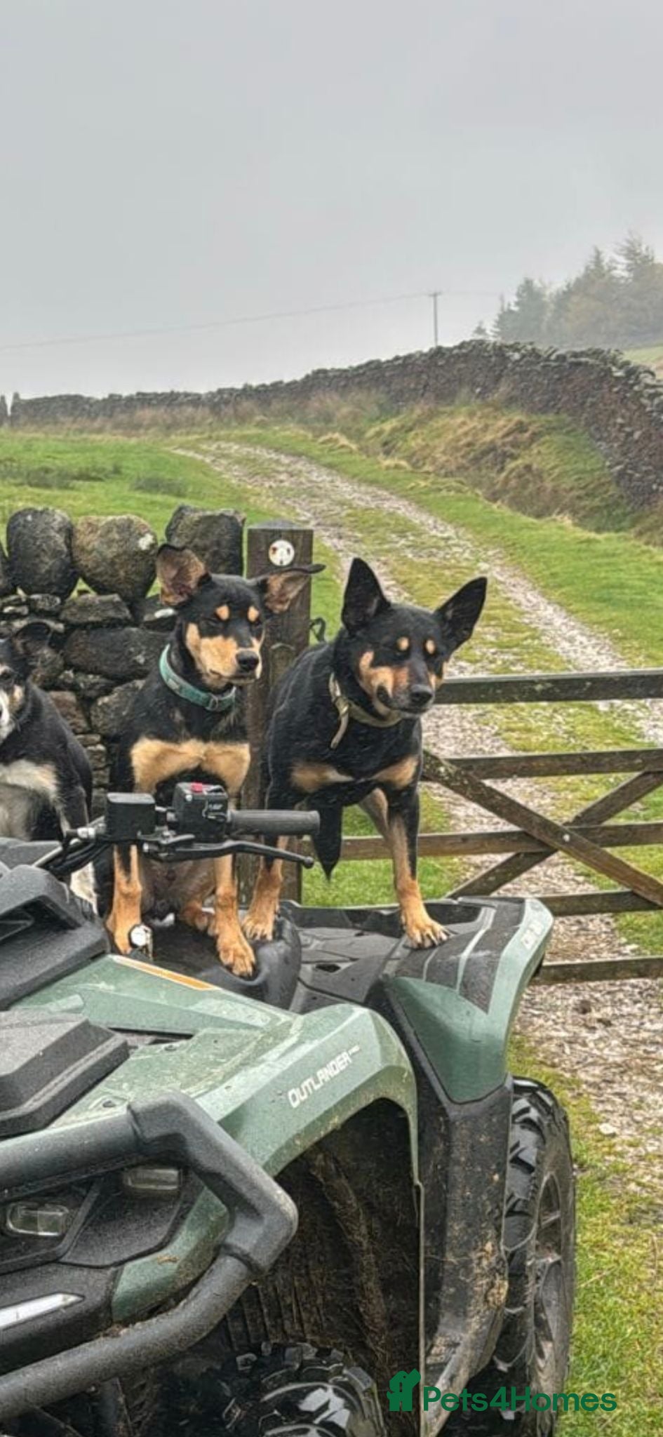Australian Kelpie dogs Stunning Farm Breed Kelpies - Advert 2
