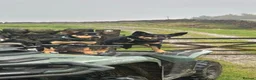 Australian Kelpie dogs for sale: Stunning Farm Breed Kelpies in Colne - Advert 3
