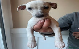 Whippet dogs for sale: Whippet pups  - Image 14