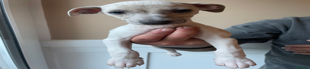 Whippet Puppy 3