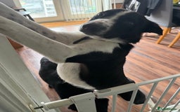 Border Collie dogs for sale: Max and teddy - Image 3