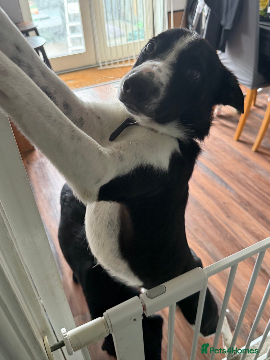 Border Collie dogs for sale: Max and teddy - Image 3