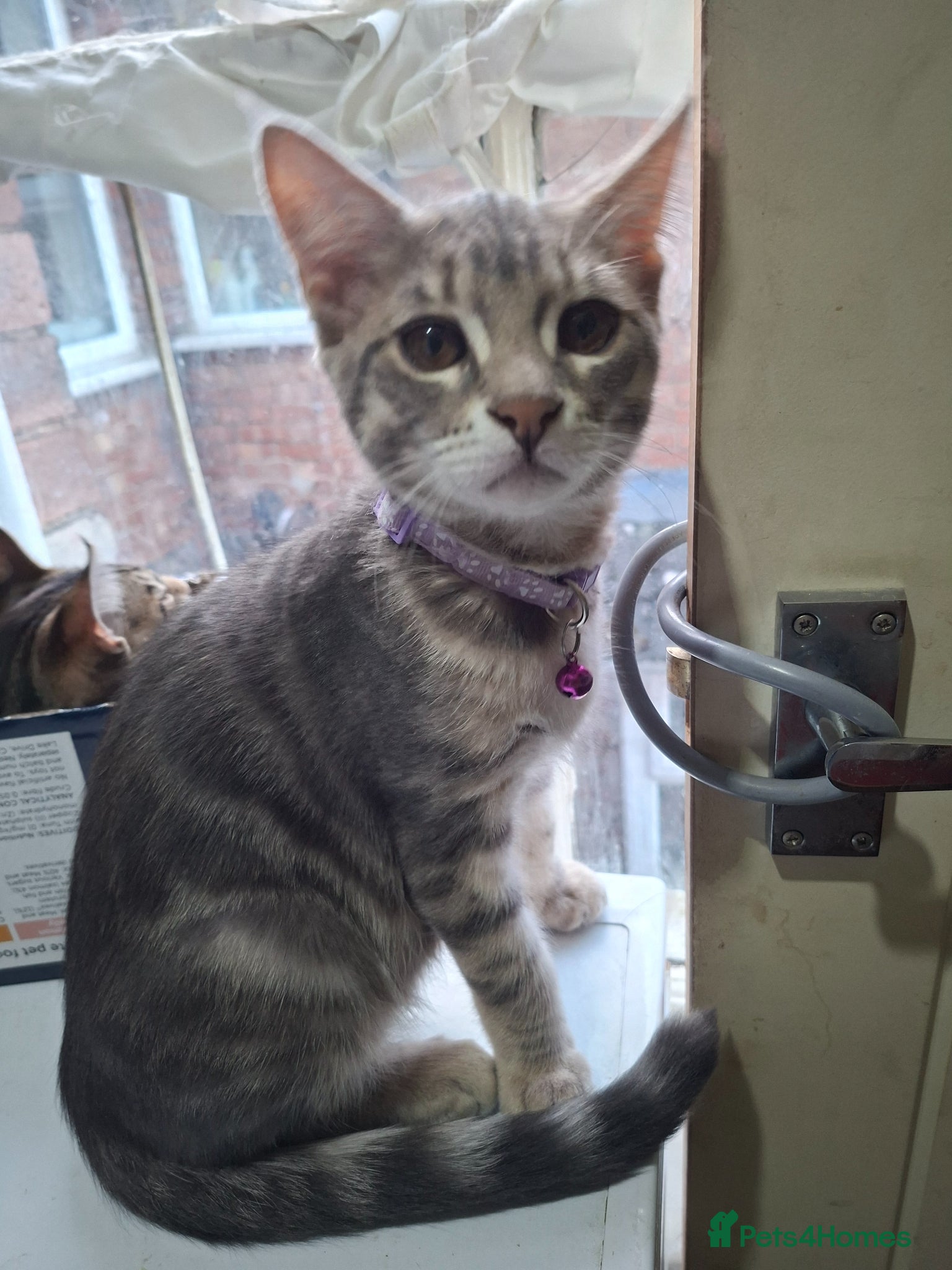 Mixed Breed cats 4 boys,XL Bengal × Maine Coon  - Advert 9