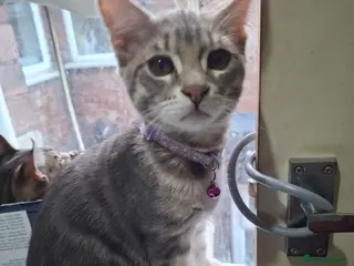 Mixed Breed cats 4 boys,XL Bengal × Maine Coon - Advert 4