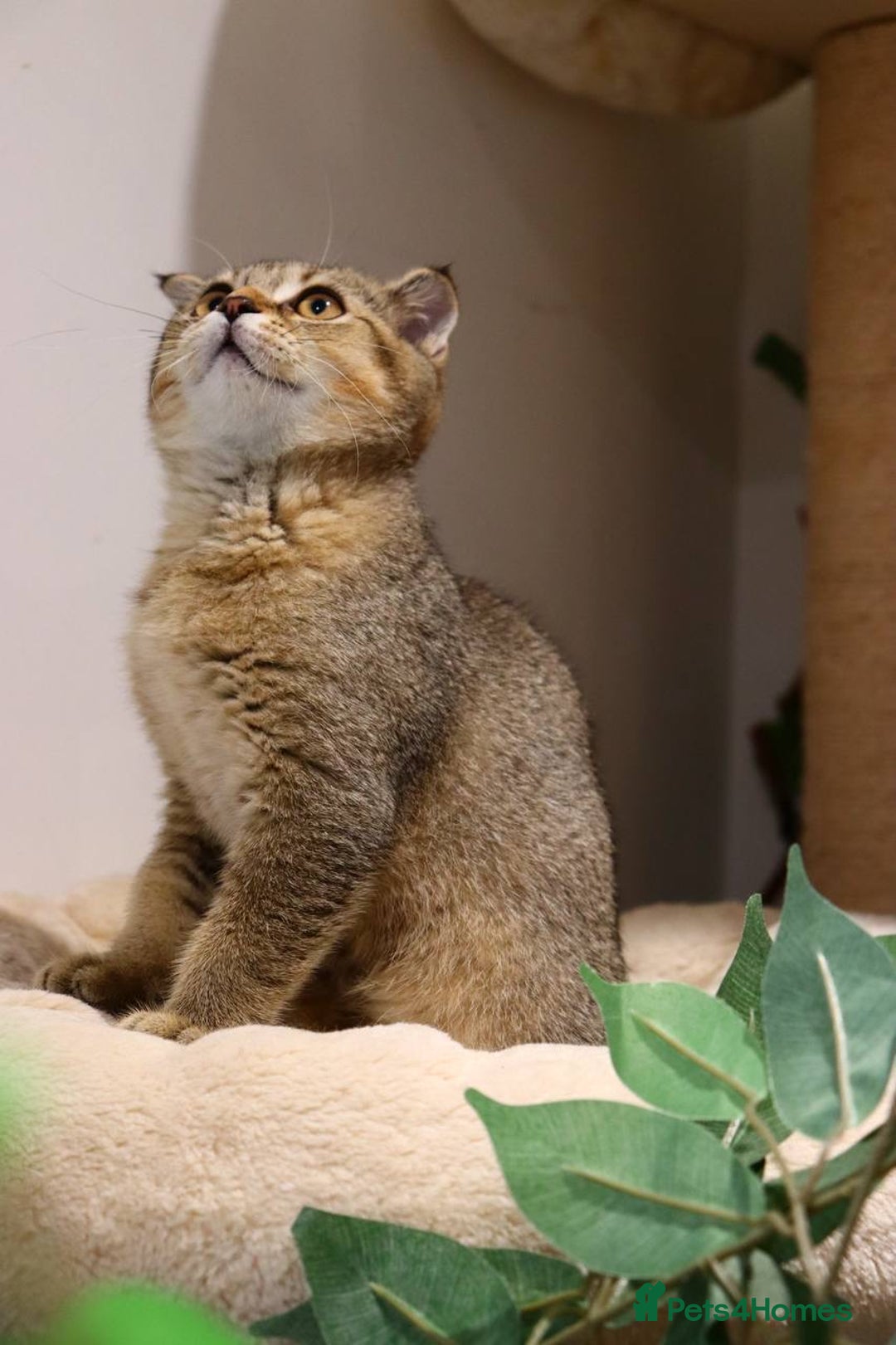 Scottish Fold cats for sale: Ready TICA reg stunning kittens available  - Image 37