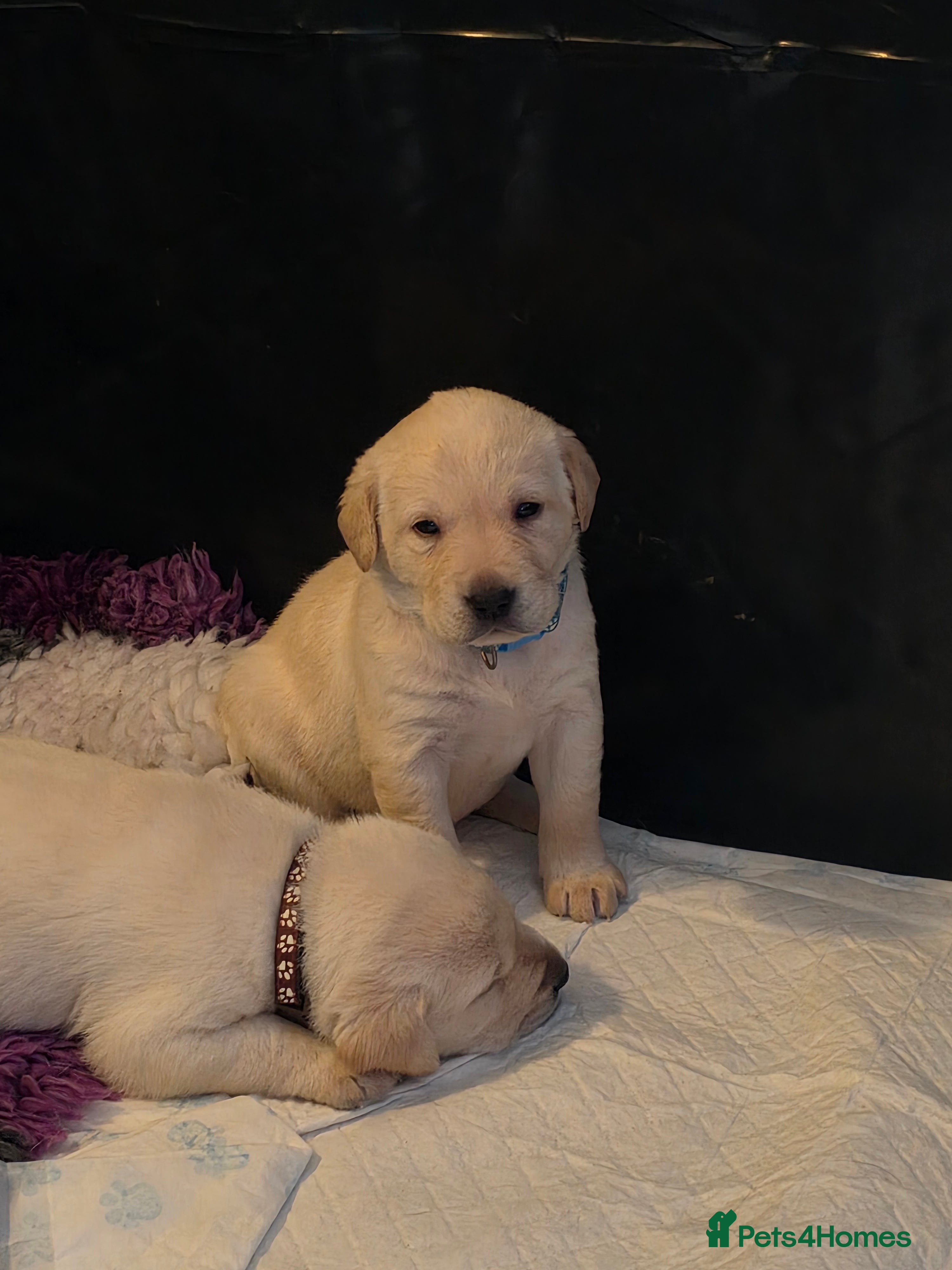 Labrador Retriever dogs Stunning golden labrador pups from strong lines   - Advert 1