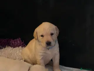Labrador Retriever dogs Stunning golden labrador pups from strong lines - Advert 1