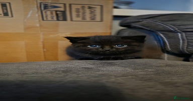 Mixed Breed cats 4 Adorable kittens ready 14th December - Advert 1