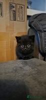 Mixed Breed cats 4 Adorable kittens ready 14th December - Advert 9
