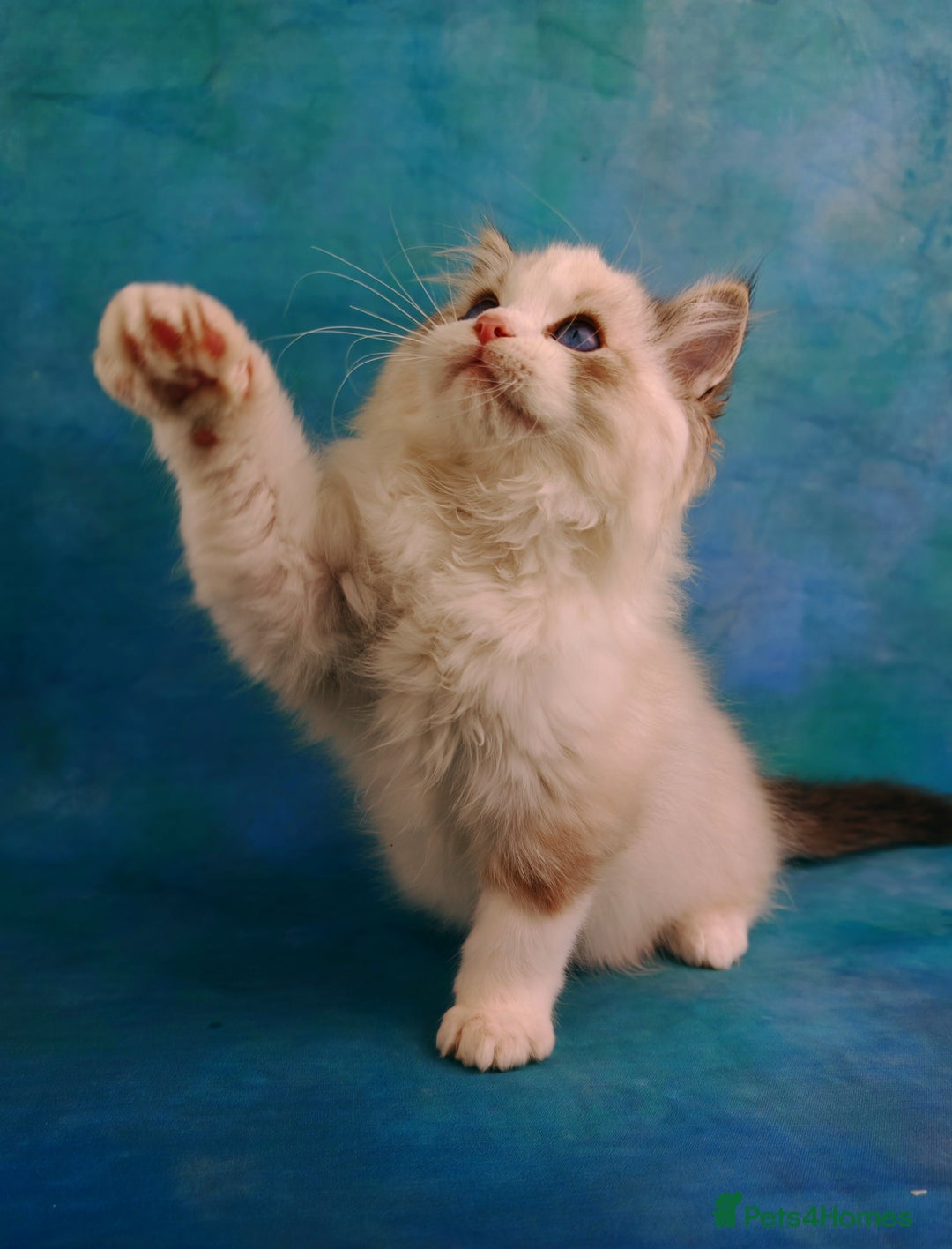 Ragdoll cats for sale: ❤️BEST KITTENS RAGDOLL❤️ CHAMPION REGIONAL WINNER  - Advert 24