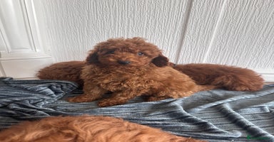 Maltipoo dogs - Advert 12