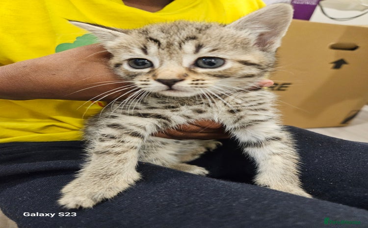 American Shorthair cats - Advert 2