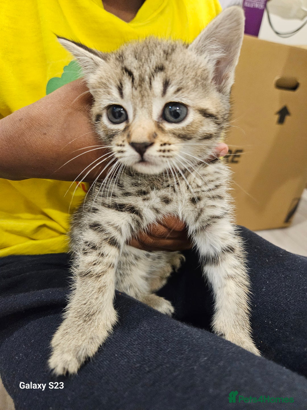 American Shorthair cats for sale: Tubby kittens  - Image 1