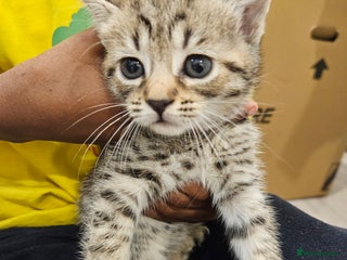 American Shorthair cats - Advert 1