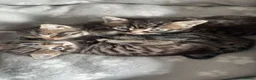 Mixed Breed cats for sale: Tabby kittens  in Norwich - Advert 4