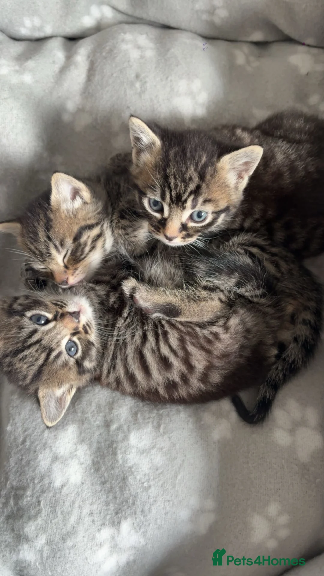 Mixed Breed cats for sale: Tabby kittens  in Norwich - Advert 4