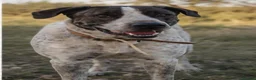 Mixed Breed dogs for adoption: Please Don’t Pass Lola ❤️  - Advert 2