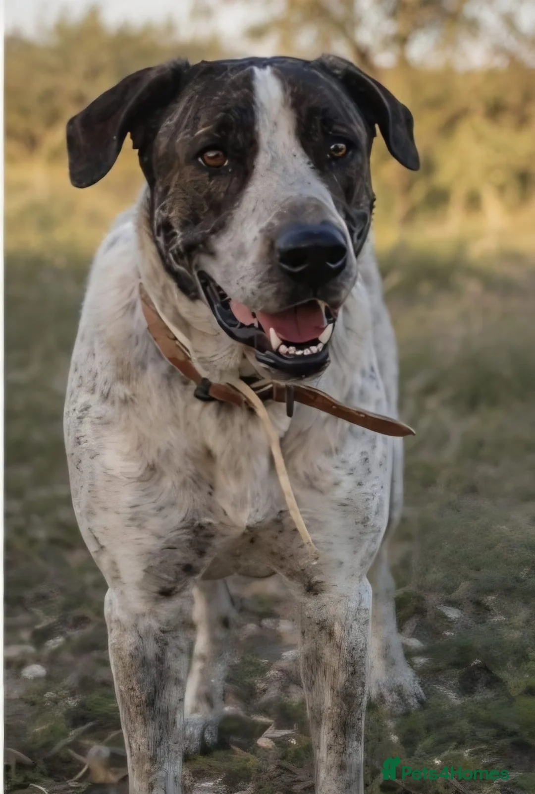 Mixed Breed dogs for adoption: Please Don’t Pass Lola ❤️  - Advert 2