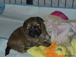 Mixed Breed dogs Lhasa-apso x Pomeranian pups - Advert 5