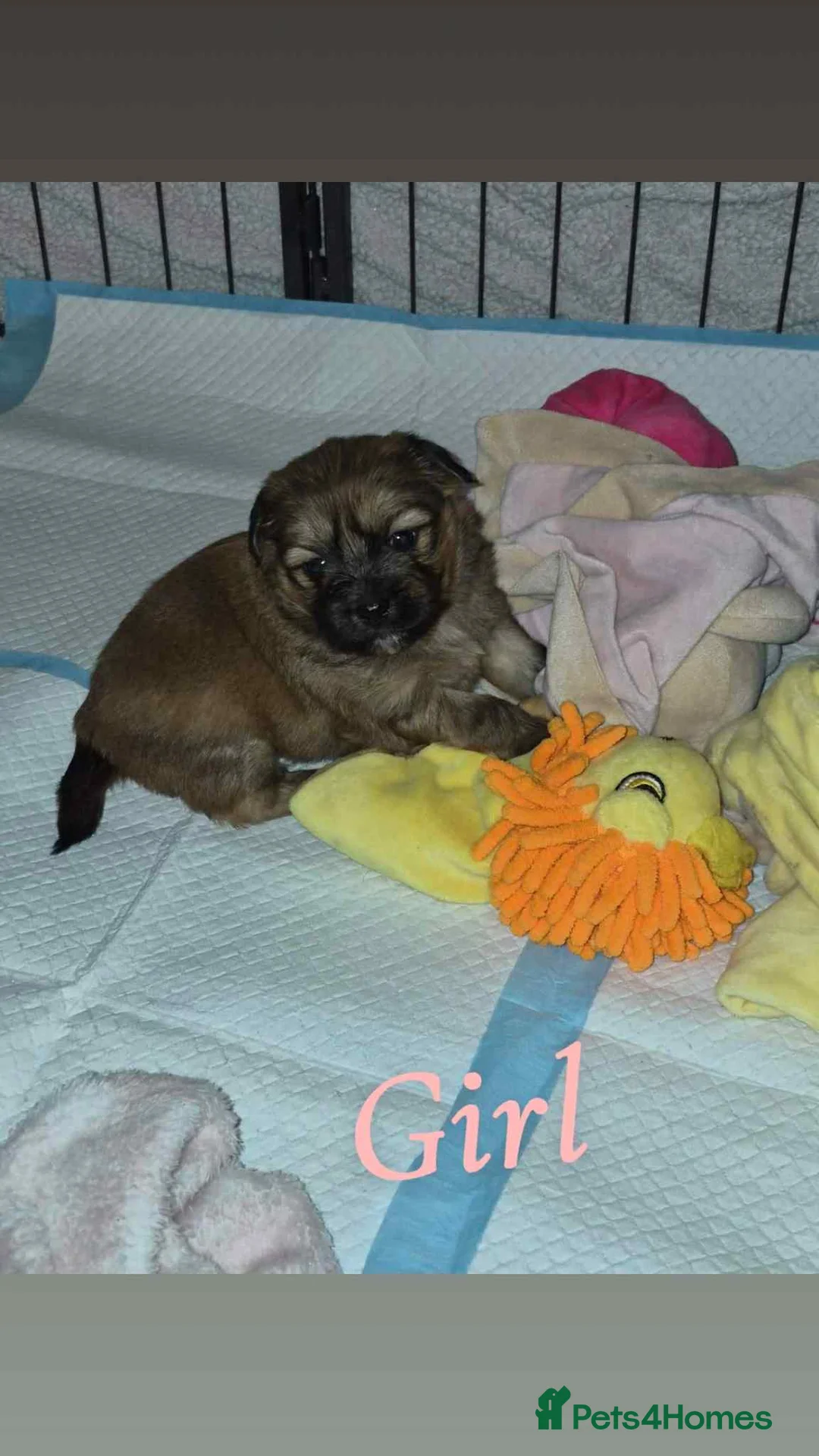Mixed Breed dogs for sale: La-pom  pups , one boy still available  - Advert 19