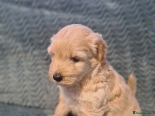 Labradoodle dogs Mini Labradoodles (Multi Gen)— Ready 3rd Dec - Advert 3