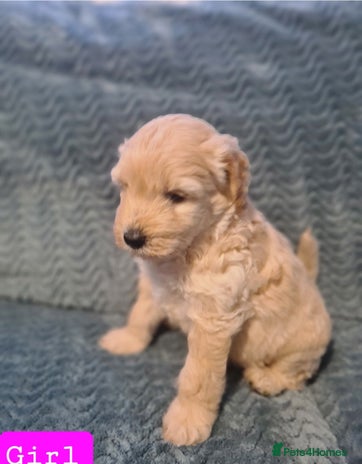 Labradoodle dogs Mini Labradoodles (Multi Gen)— Ready 3rd Dec - Advert 7