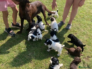 Mixed Breed dogs in Royston - Advert 8