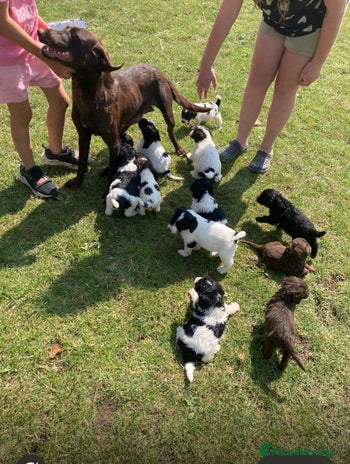 Mixed Breed dogs in Royston - Advert 3
