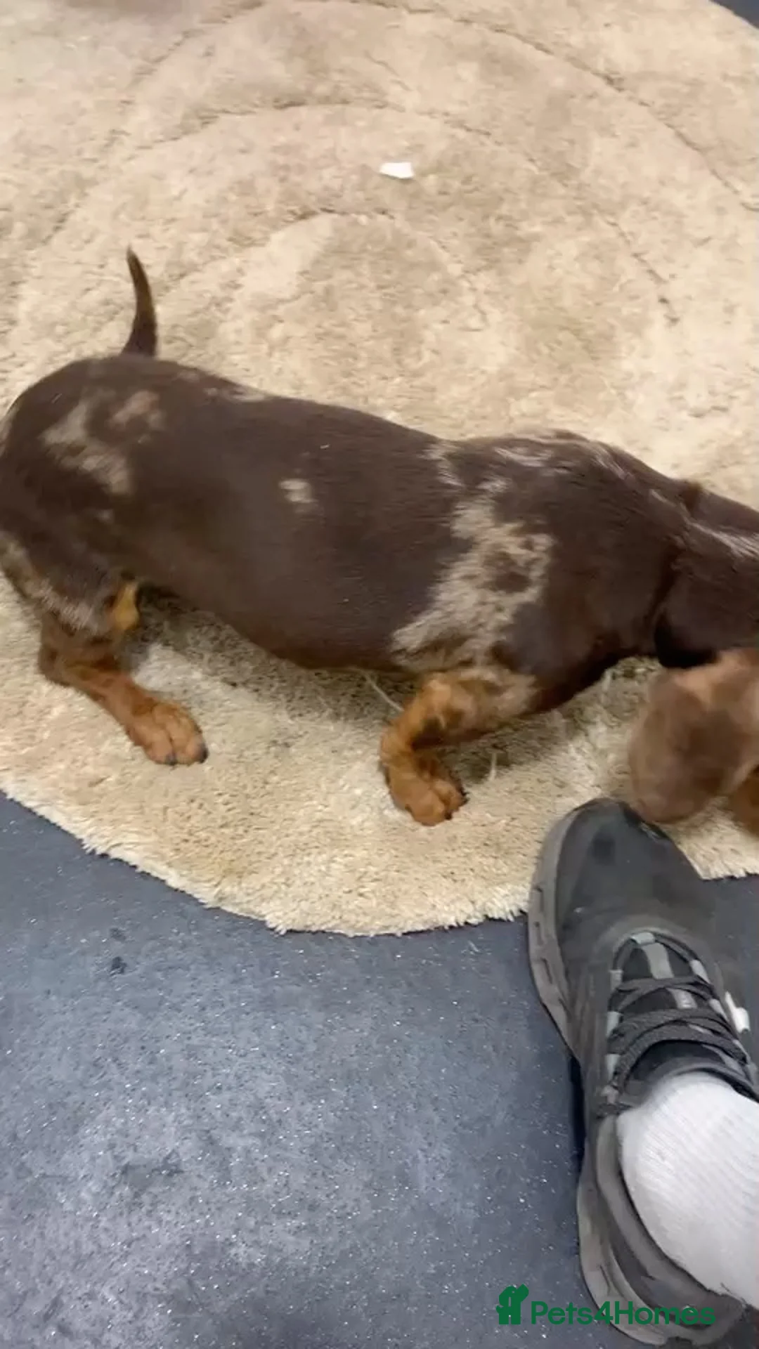 Dachshund dogs for sale: Dashound - Advert 2