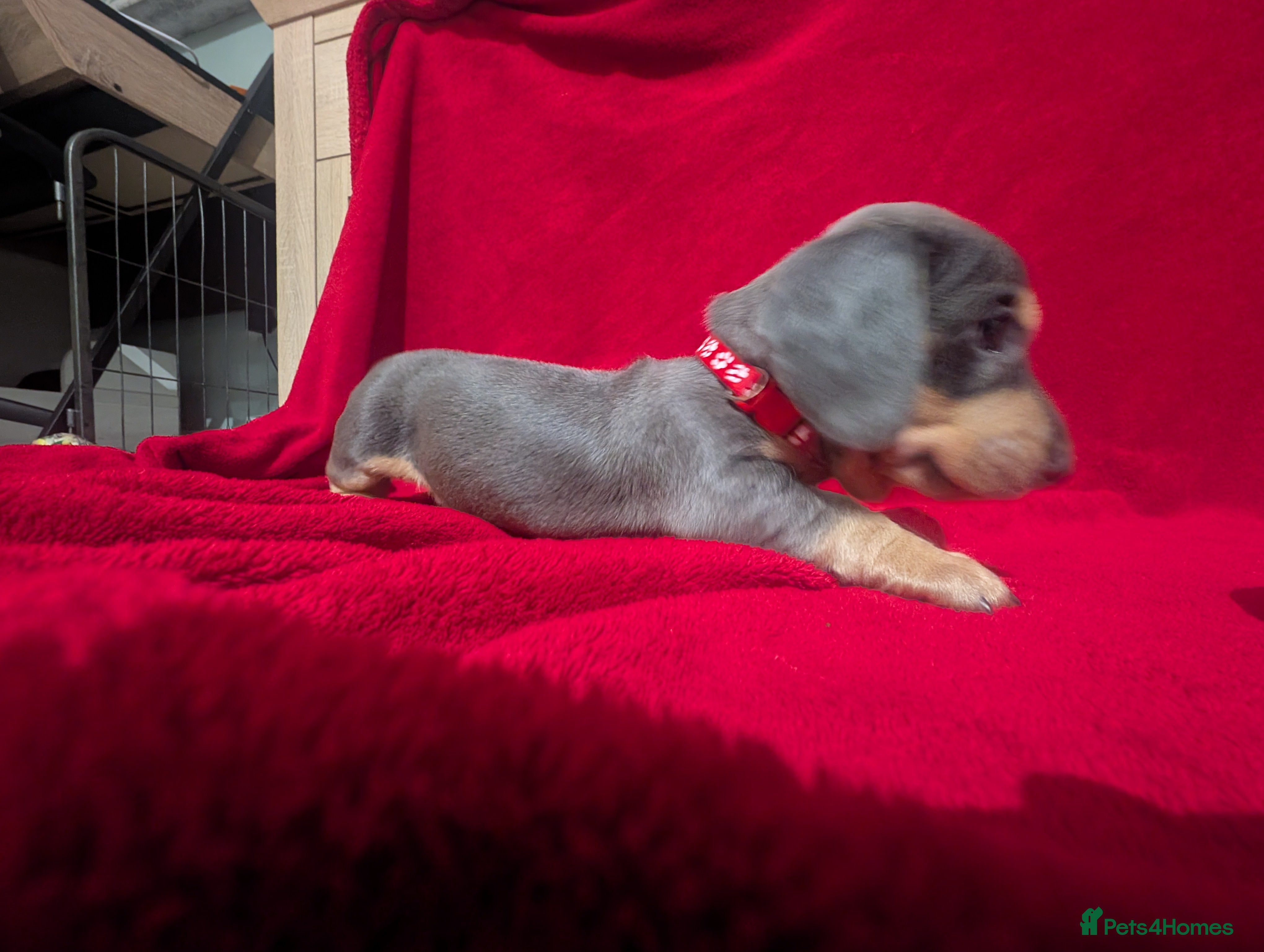 Miniature Dachshund dogs Miniature dachshunds blue and tan - Advert 17