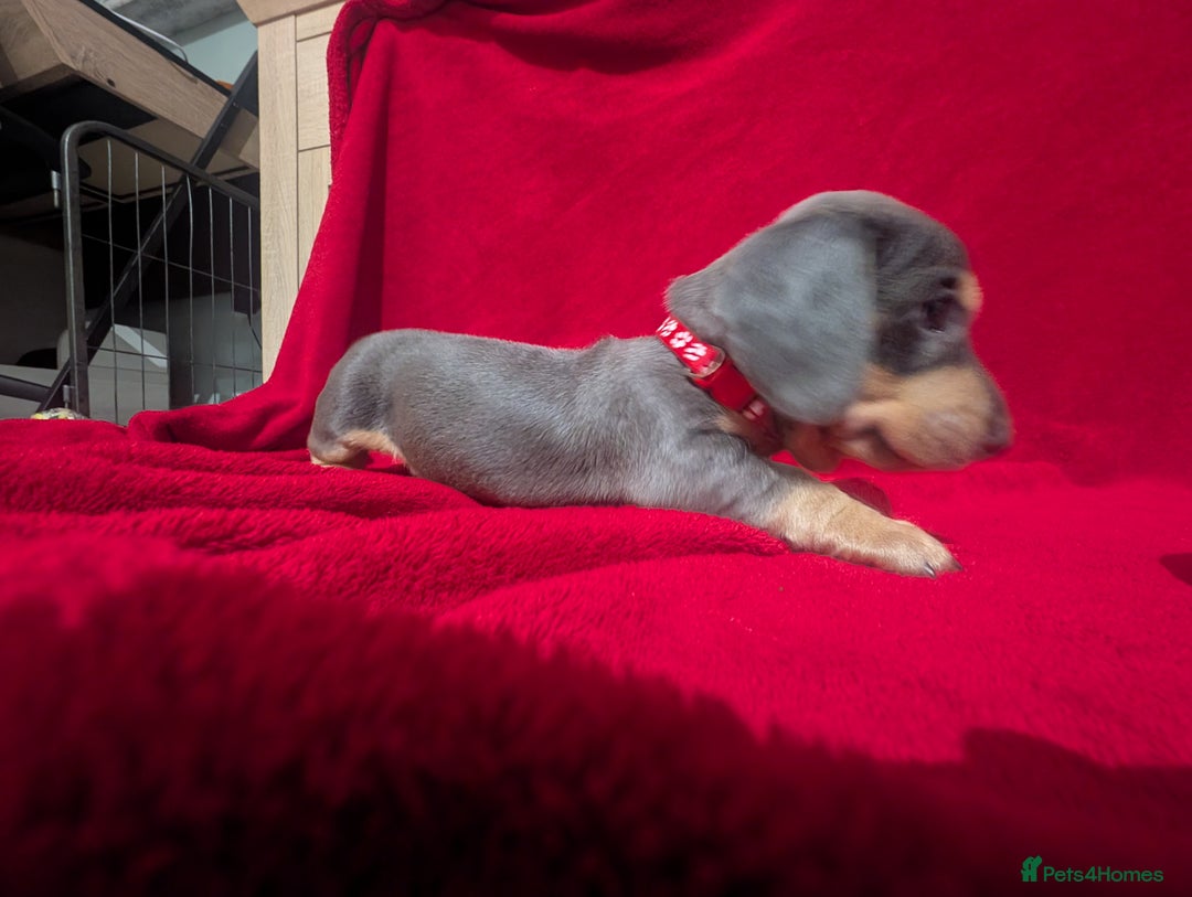 Miniature Dachshund dogs for sale: Miniature dashunds blue and tan - Advert 9