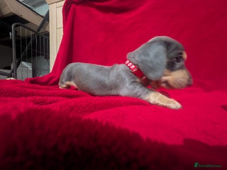 Miniature Dachshund dogs Miniature dachshunds blue and tan - Advert 16