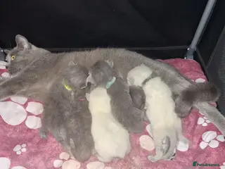 British Shorthair cats Beautiful British short hair kittens indoor homes - Advert 15