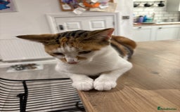 Domestic Shorthair cats for sale: 4 domestic shorthair kittens - Image 9