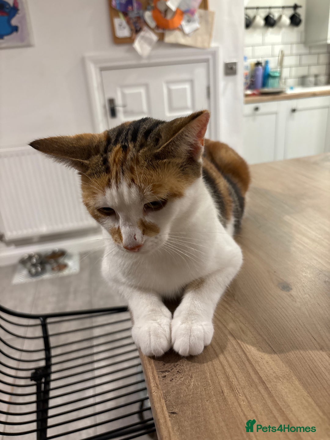 Domestic Shorthair cats for sale: 4 domestic shorthair kittens - Image 9