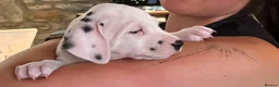 Dalmatian dogs for sale: 4 KC registered looking for their forever home in Livingston - Advert 9