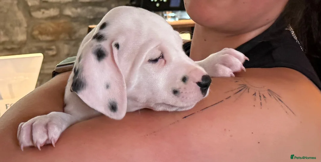 Dalmatian dogs for sale: 4 KC registered looking for their forever home in Livingston - Advert 9
