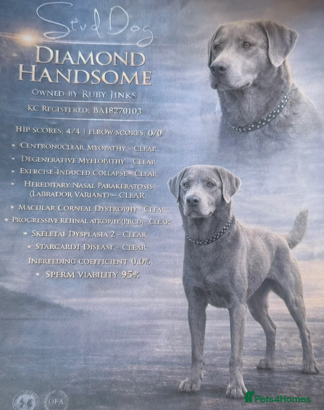 Labrador Retriever dogs for sale: Labrador puppies for sale   - Advert 2