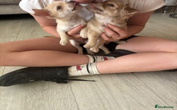 Chihuahua dogs for stud: Reggie the chocolate chi for stud in Ipswich - Image 29