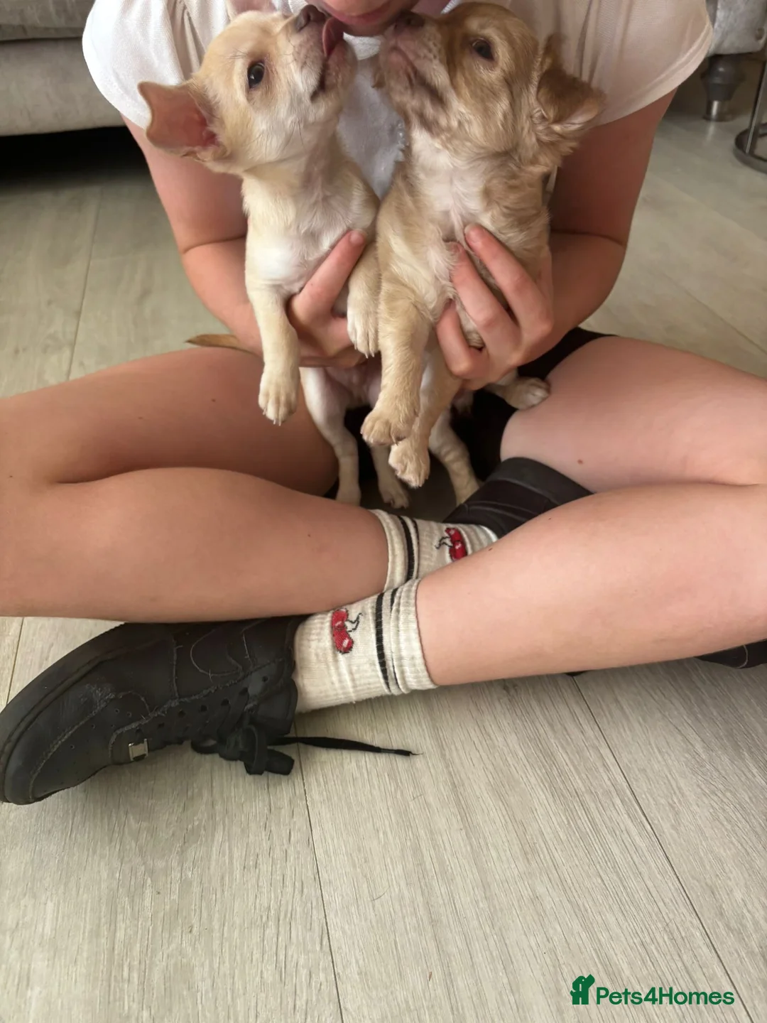 Chihuahua dogs for stud: Reggie the chocolate chi for stud in Ipswich - Advert 29