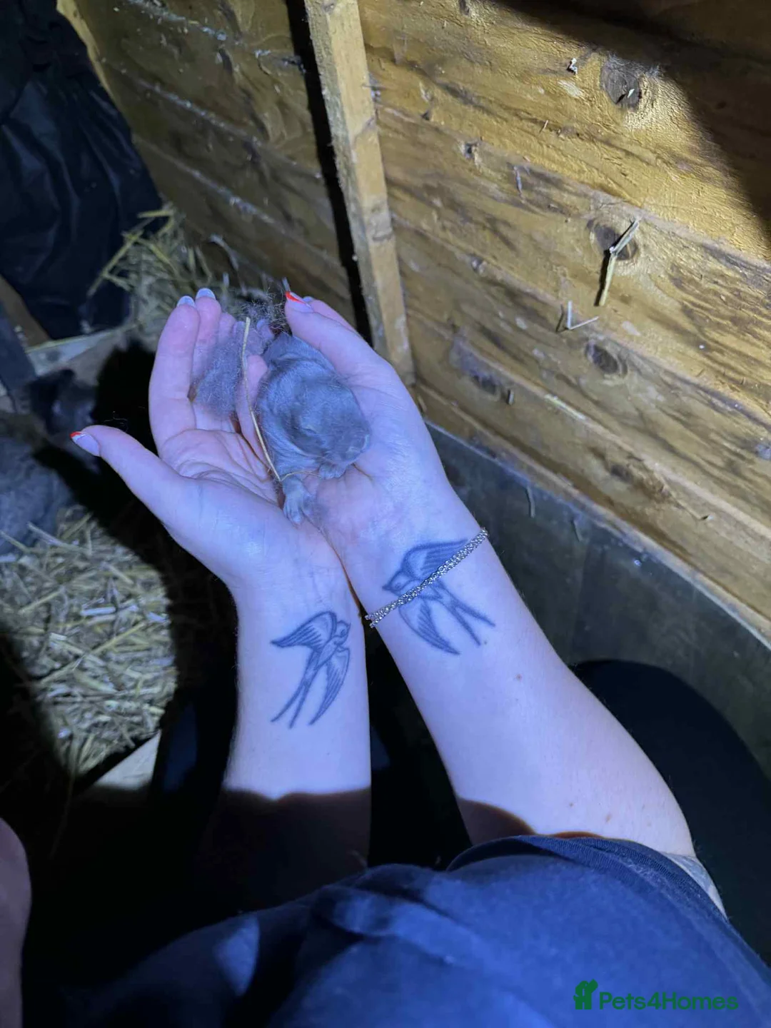 Continental Giant rabbits for sale: Black giant rabbit kits - Advert 5