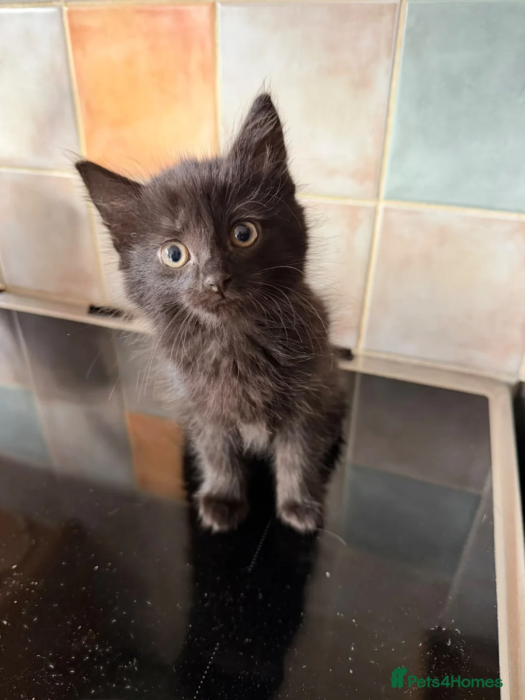 Mixed Breed cats for sale: Ready for her new home Last girl left in Bracknell - Advert 8