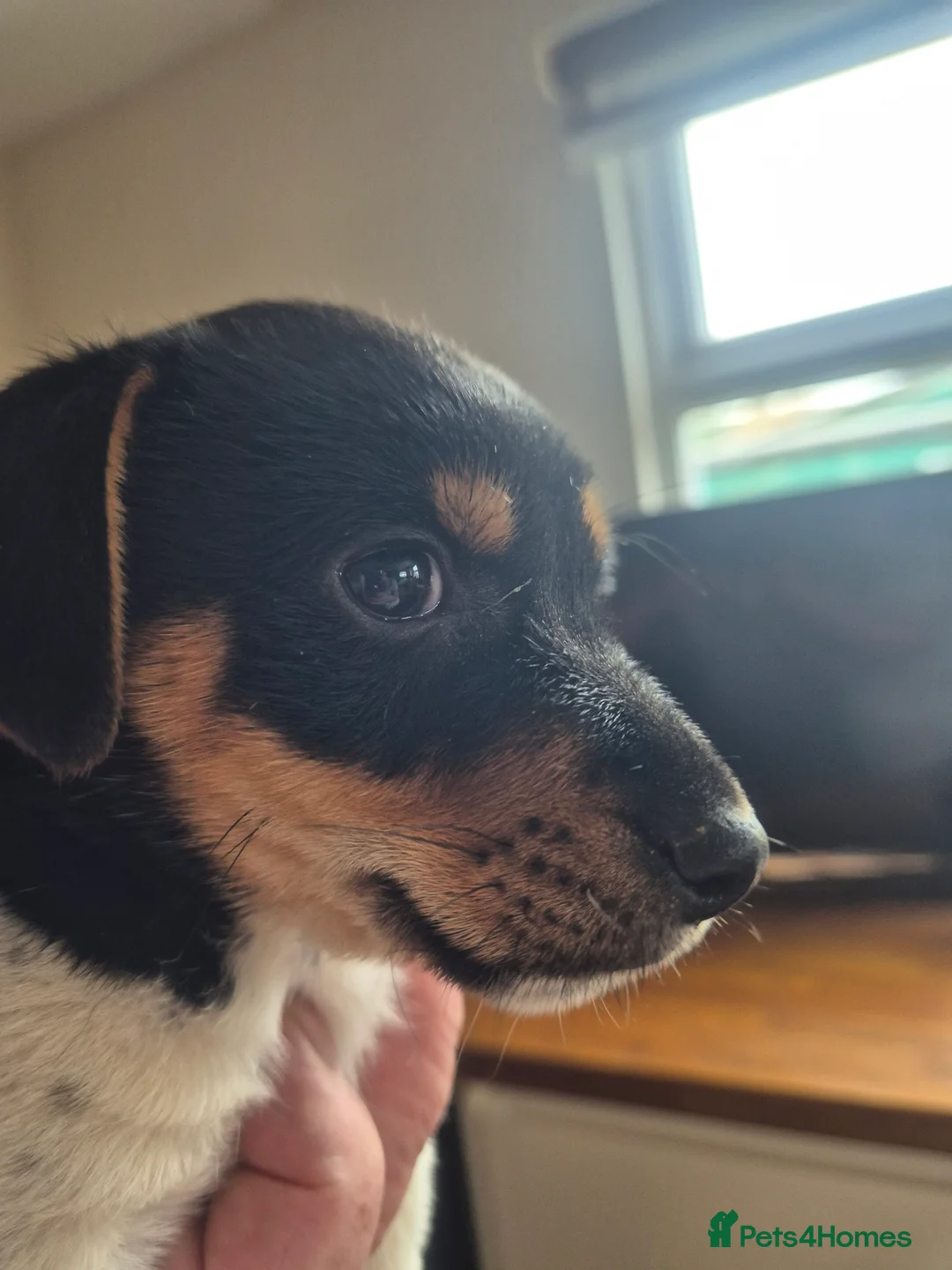Jack Russell dogs for sale: Jack Russell puppy - Advert 5