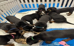 Mixed Breed dogs for sale: Pure breed Chinese red dog puppies/Laizhou Hong - Image 34