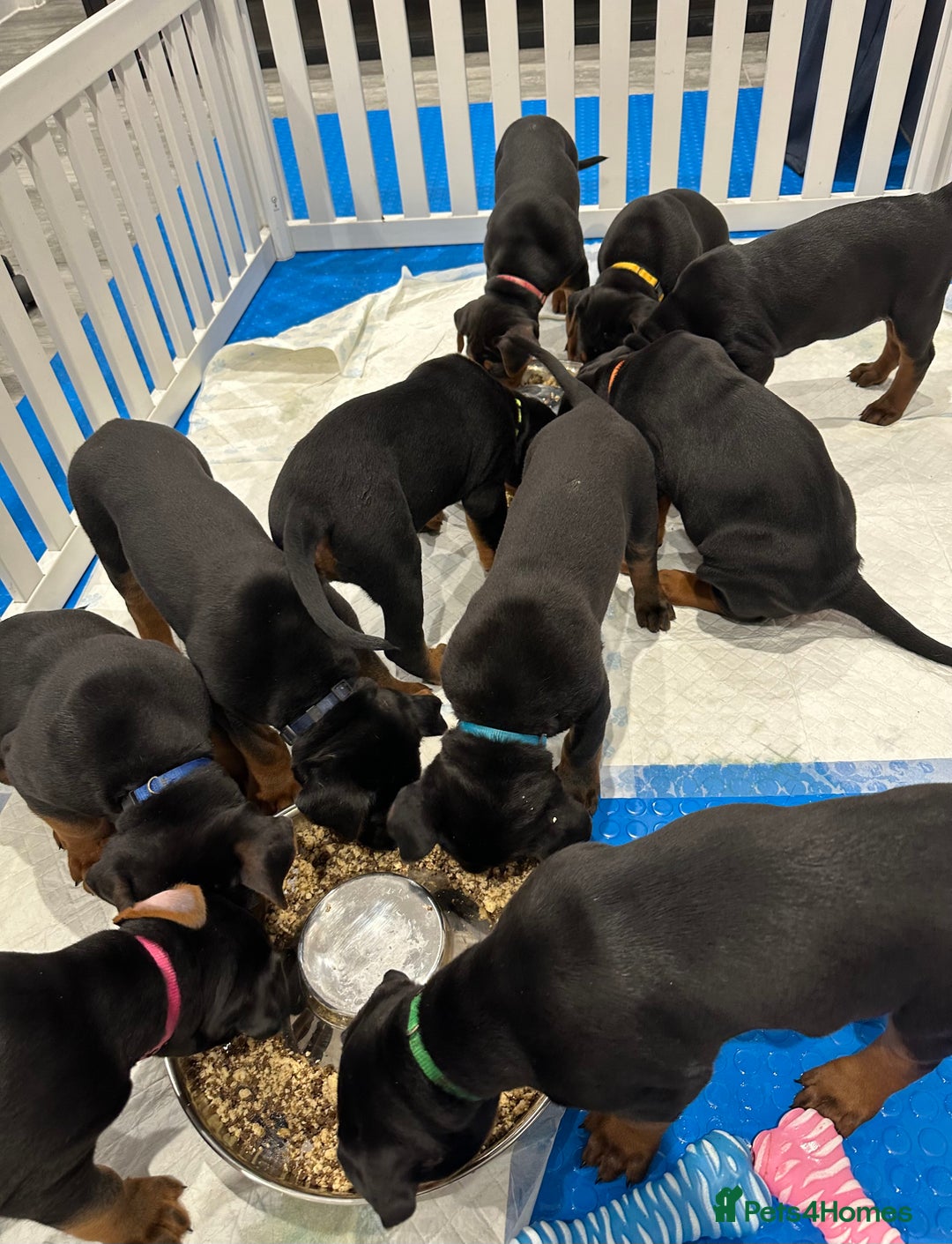 Mixed Breed dogs for sale: Pure breed Chinese red dog puppies/Laizhou Hong - Image 34