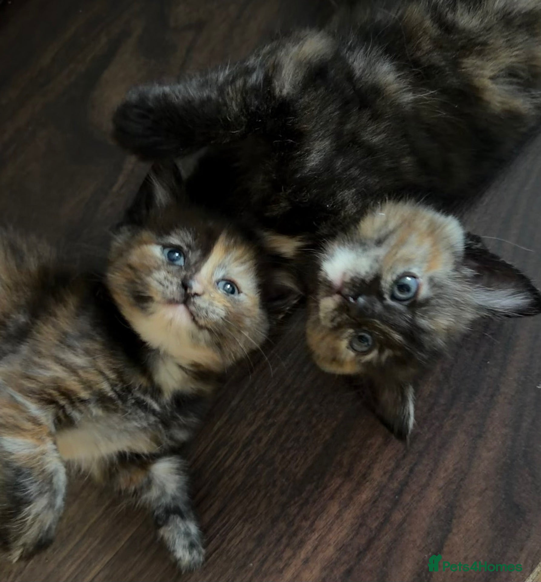 Mixed Breed cats Loving Ragdoll Cross Ginger Tortie Tabby Kittens - Advert 10