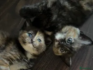 Mixed Breed cats Loving Ragdoll Cross Ginger Tortie Tabby Kittens - Advert 10