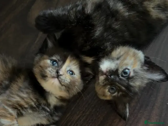 Mixed Breed cats Loving Ragdoll Cross Ginger Tortie Tabby Kittens - Advert 1
