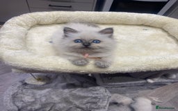 Ragdoll cats for sale: Ragdoll kittens ready now  - Image 4