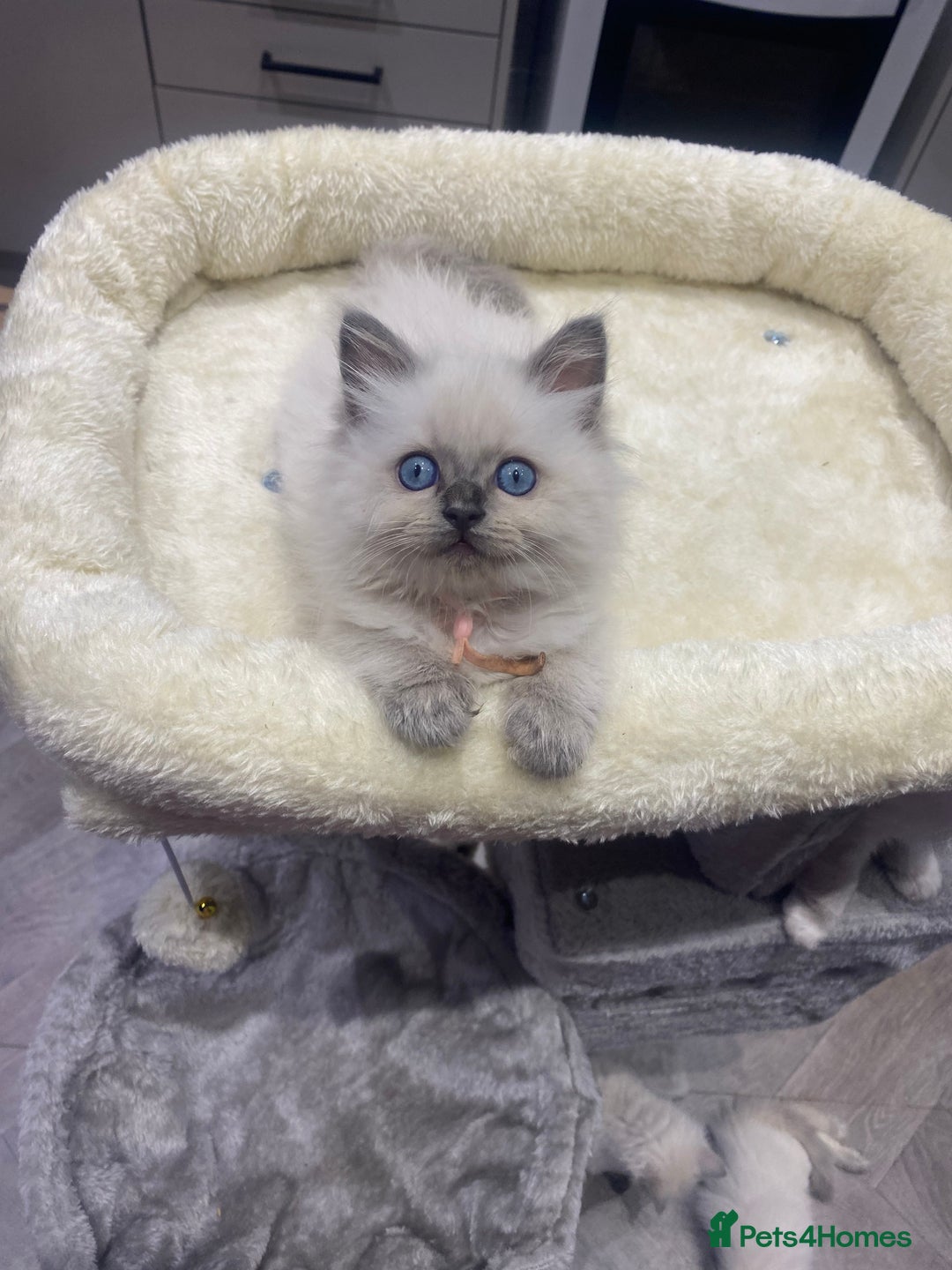 Ragdoll cats for sale: Ragdoll kittens ready now  - Image 4